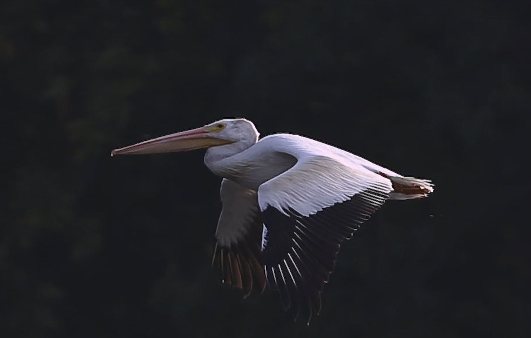 Peilicans 1 10.10.18.JPG